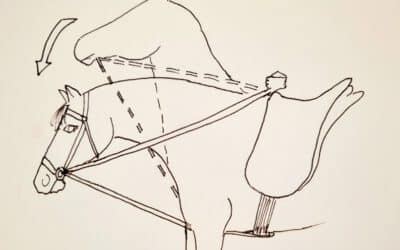 Meinung zur Diskussion über das Reiten mit Schlaufzügeln